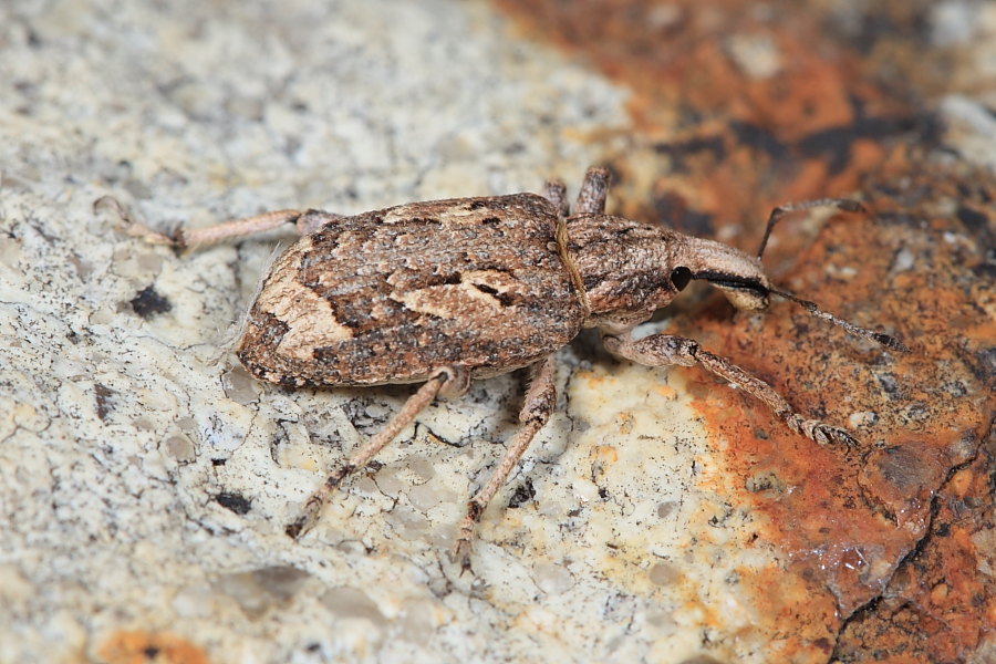 Identificazione Curculionidae... Rhytideres plicatus